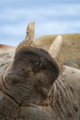 Morse, Odobenus rosmarus, Spitzberg, Svalbard, Norvège