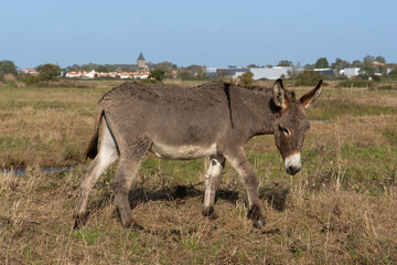 ane Francais commun, marais; region Pays de Loire; marais Breton Vendéen; 85, Vendée, Loire Atlantique, France
