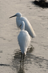 Aigrette garzette, .Egretta garzetta, Little Egret,