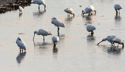 Spatule blanche, Platalea leucorodia, Eurasian Spoon