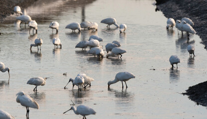 Spatule blanche, Platalea leucorodia, Eurasian Spoon