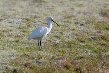 Spatule blanche, Platalea leucorodia, Eurasian Spoon
