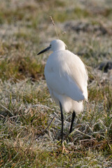 Aigrette garzette, .Egretta garzetta, Little Egret,