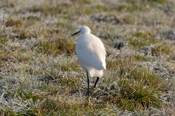 Aigrette garzette, .Egretta garzetta, Little Egret,