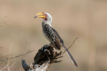 Calao à bec jaune,.Tockus flavirostris, Eastern Yellow billed Hornbill, Parc national Kruger, Afrique du Sud