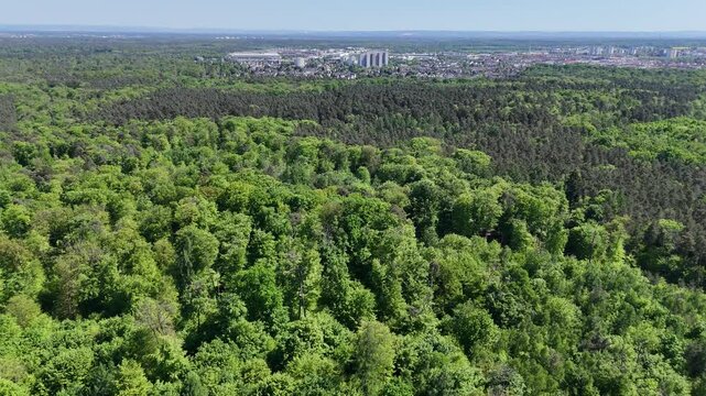 Flug ueber einen Laubwald