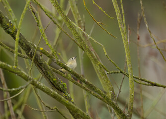 a goldcrest on a branch between twigs, golden crowned kinglet hidden between twigs in a thicket, goldcrest in a thicket, Regulus regulus, bird with yellow feather