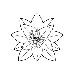 Fototapeta premium Amaryllis Flower Adult and Kids Coloring Page Vector