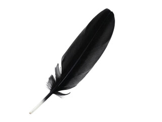 feather isolated on white