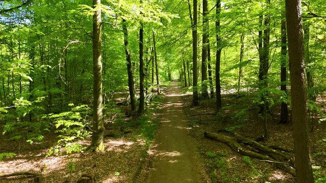 Flug &uuml;ber einen Waldweg