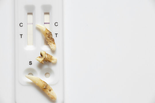 Cat teeth with plaque and express test for viral leukemia FELV and immunodeficiency FIV, veterinary diagnostics