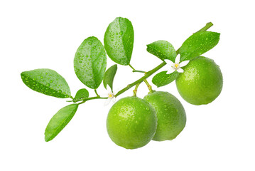 green lime with leaves
