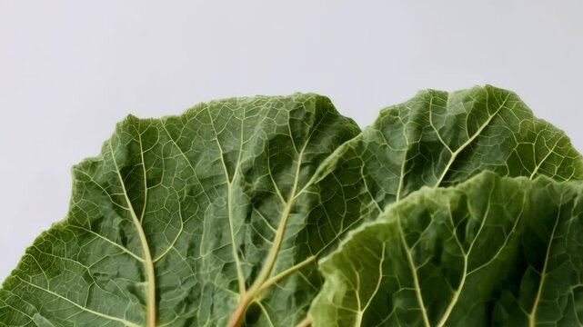 Close-up of fresh, raw rhubarb stalks and large green leaves with detailed textures, on a plain white background in studio light.