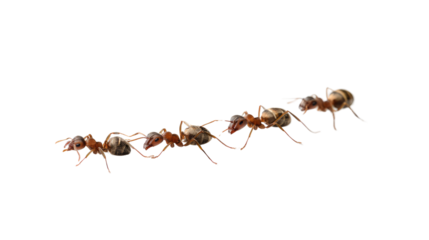 Ants in Formation: Four ants march in a precise line against a pure white background. The image displays incredible detail and sharpness, capturing the insects' intricate body parts and textures.