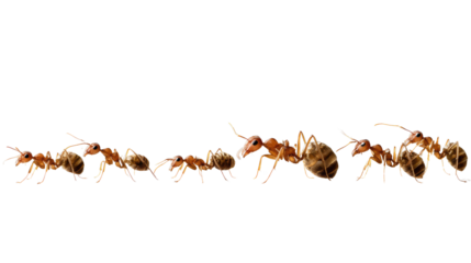 Ant Colony Marching: An intimate depiction of ants, showcasing their inherent diligence and complex social structures, walking in unison.