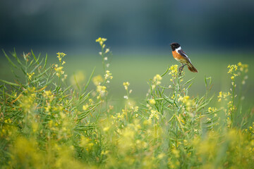 European stonechat perched on branch in open habitat