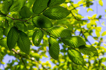 Bright green hornbeam tree leaves in front of the sky. Forest nature background