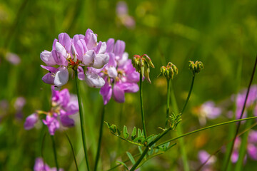 the flowers of Securigera varia - crownvetch, purple crown vetch