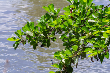 Green and brown alder cones, alder catkins and green leaves