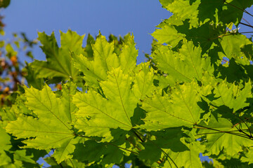 Close up of Acer platanoides, Norway maple, with sunlit new leaves on dark background. Image with...