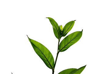 Fototapeta premium green leaves isolated on white background