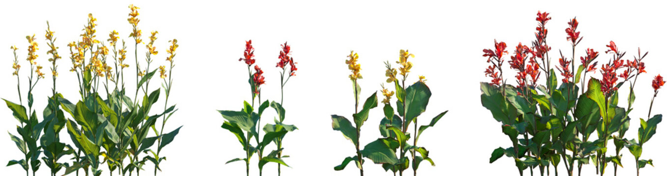 Set of Canna indica (Indian shot, African arrowroot, edible canna, purple arrowroot, Sierra Leone arrowroot) flowering frontal isolated png on a transparent background perfectly cutout high resolution