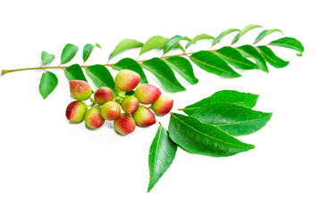 Fresh organic curry leaves ( Murraya koenigii ) isolated on white background, Fresh green curry leaves