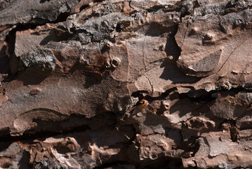 PINE BARK - The structural surface of a forest tree