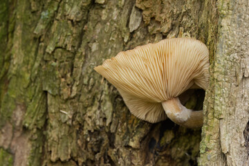 Fototapeta premium white mushroom with large round cap, lamellae of a white mushroom on the bark, mycelium growing on a tree bark, mushrooms in the forest, close-up of mycelium, tree bark