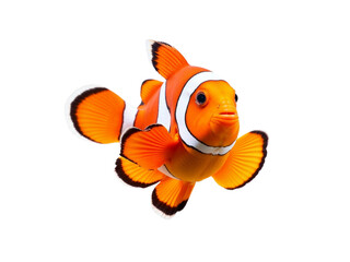 red fish isolated on white