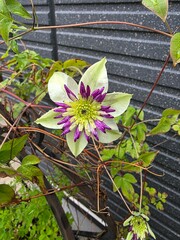 flowers in the garden