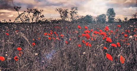 poppy field at sunset