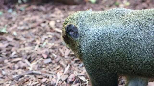De Brazza's monkey (Cercopithecus neglectus) digs in the ground