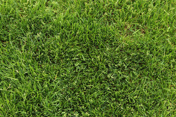 Top view of a mown lawn. Green lawn. Nature background. Grass. Green grass top view, background. Mown lawn. Summer background