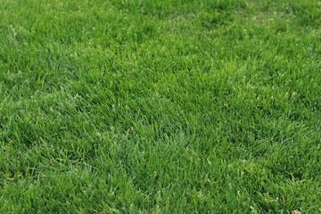 Mown green lawn. Natural background. Grass with selective focus. Green grass on the lawn, background. Mown lawn in the park or in the country. Summer background