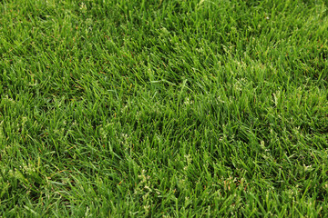 Mown green lawn. Natural background. Grass with selective focus. Green grass on the lawn, background. Mown lawn in the park or in the country. Summer background