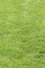 Mown green lawn. Natural background. Grass with selective focus. Green grass on the lawn, background. Mown lawn in the park or in the country. Summer background
