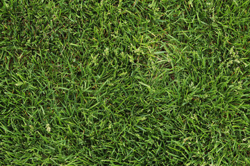 Top view of a mown lawn. Green lawn. Nature background. Grass. Green grass top view, background. Mown lawn. Summer background