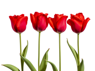 three red tulips
