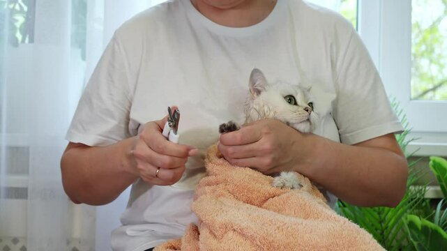 Caring hands gently grooming relaxed cat wrapped in towel by sunlit window