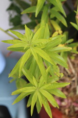 Lemon verbena, Verveine citronelle, Erba luigia, Lúcia lima, Cedrón, Zitronenstrauch - Aloysia citrodora - Verbenaceae