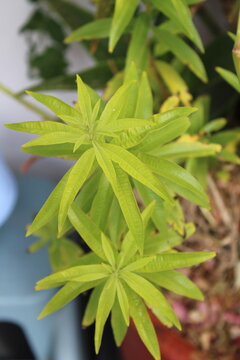 Lemon verbena, Verveine citronelle, Erba luigia, L&uacute;cia lima, Cedr&oacute;n, Zitronenstrauch - Aloysia citrodora - Verbenaceae