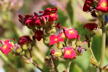 Flaming Katy, Madagascar widow's thrill, Christmas kalanchoe, Kalancho&eacute; de Blossfeld, Flammendes K&auml;thchen, Calancho&ecirc; - Kalanchoe blossfeldiana - Crassulaceae