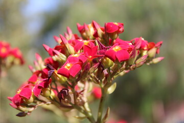 Flaming Katy, Madagascar widow's thrill, Christmas kalanchoe, Kalanchoé de Blossfeld, Flammendes Käthchen, Calanchoê - Kalanchoe blossfeldiana - Crassulaceae