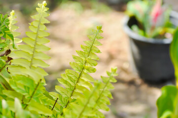 Nephrolepsis cordifolia or Sword fern ,  NEPHROLEPIDACEAE or Nephrolepsis cordifolia  bicolor