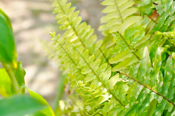 Nephrolepsis cordifolia or Sword fern ,  NEPHROLEPIDACEAE or Nephrolepsis cordifolia  bicolor