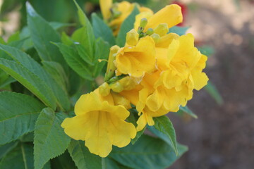 Yellow trumpetbush, Bois pissenlit, Bois Caraïbes, Trompette d'or - Tecoma stans - Bignoniaceae, Bignoniacées