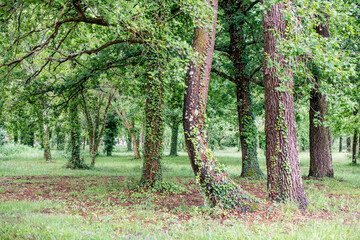 Beautiful landscape of forest in Soustons in southwest France