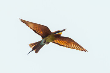 Blue-Tailed Bee-Eater in Flight Against Sky