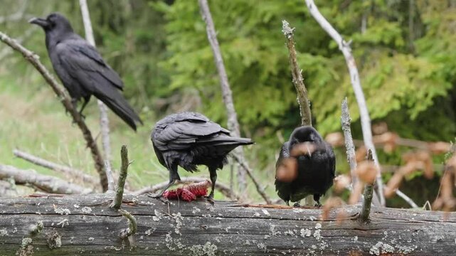 Black ravens eat meat in the forest